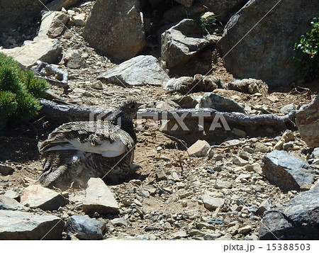 雷鳥の砂浴び2 雷鳥の砂浴び2 15388503