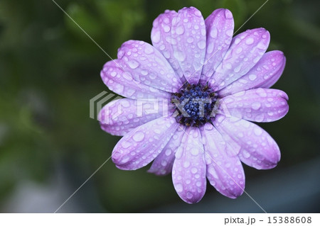 オステオスペルマム 15388608