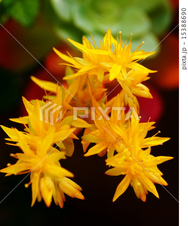 ウスゲショウ ウスゲショウ 15388690