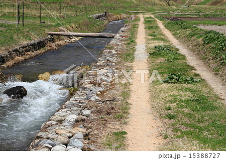 春の小川 15388727