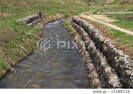 春の小川 15388728