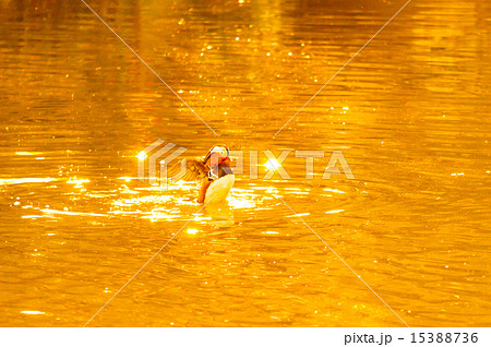 羽ばたくオシドリ 羽ばたくオシドリ 15388736