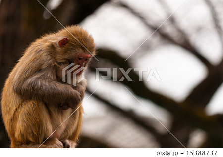 猿 15388737