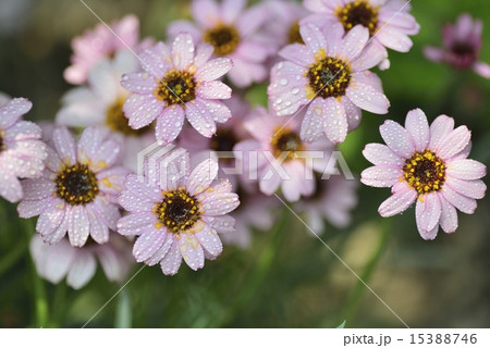 マーガレット 15388746