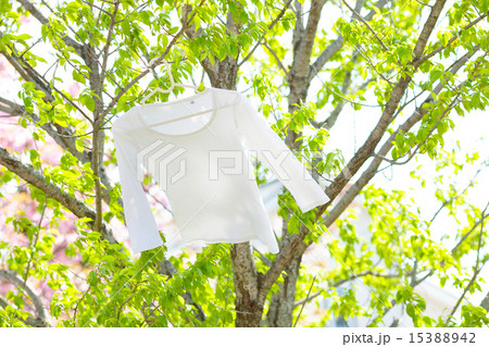 新緑の木に干した真っ白なシャツ 15388942