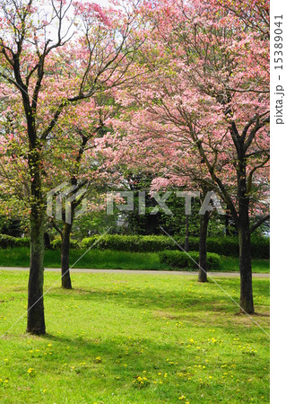 4月花 アメリカハナミズキ ミズキ科32満開 野川公園の写真素材