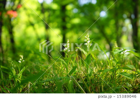 4月花 ギンラン・ラン科01野生ラン 4月花 ギンラン・ラン科01野生ラン 15389046