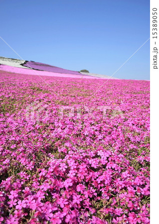 4月花 シバザクラ ハナシノブ科31群生地の写真素材