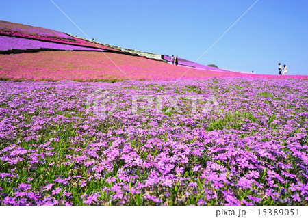 4月花　シバザクラ・ハナシノブ科32群生地 15389051