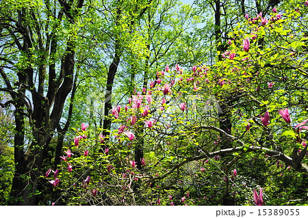 4月花 シモクレン モクレン科58満開 神代植物公園の写真素材