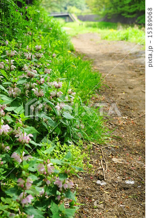 4月花　ヒメオドリコソウ・シソ科22 15389068