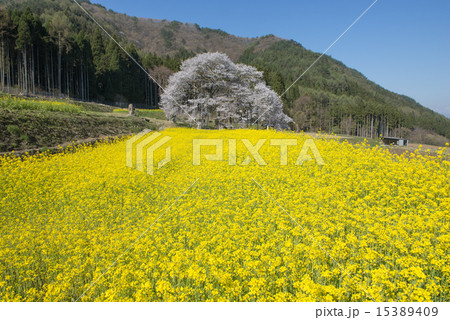 黒部のエドヒガン桜 15389409