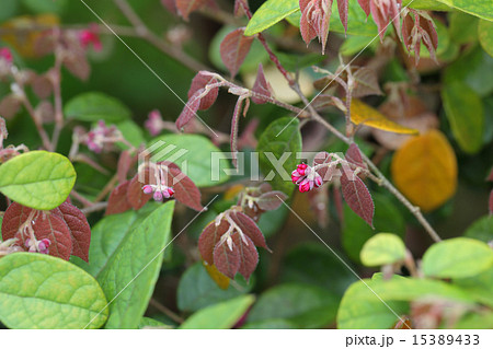 トキワマンサクの花の蕾 トキワマンサクの花の蕾 15389433