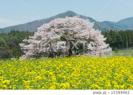 黒部のエドヒガン桜 黒部のエドヒガン桜 15389462