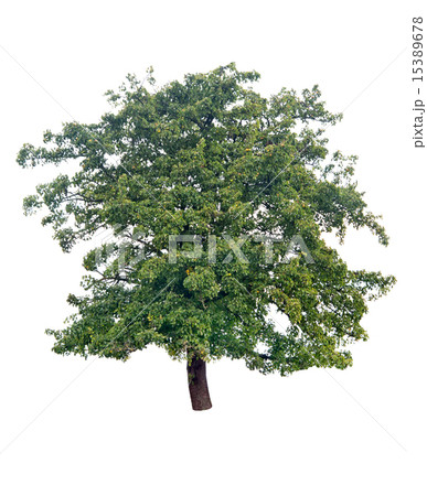 pear tree 15389678