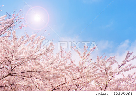 桜 15390032