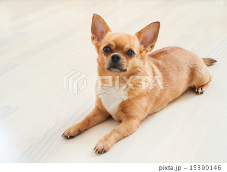 Red chihuahua dog on wooden background. Red chihuahua dog on wooden background. 15390146