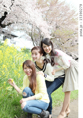 桜と三人の若い女性 桜と三人の若い女性 15390279