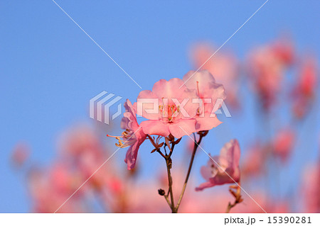 アカヤシオ アカヤシオ 15390281