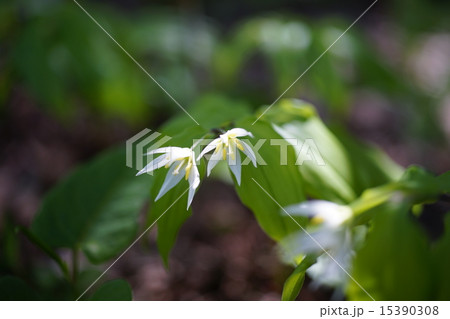 稚児百合(ちごゆり) 15390308