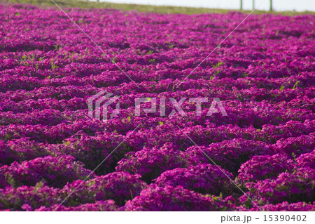 ジバザクラ 15390402