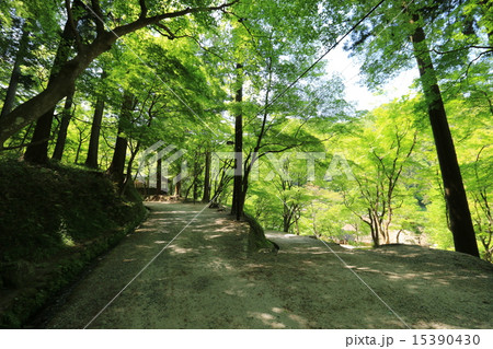 香嵐渓の新緑 15390430