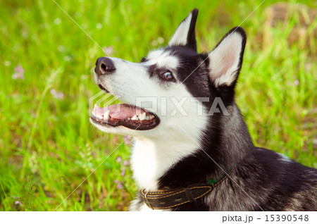 Husky dog on green grass in summer 15390548