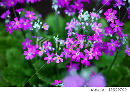 プリムラ　マラコイデスの花 15390709