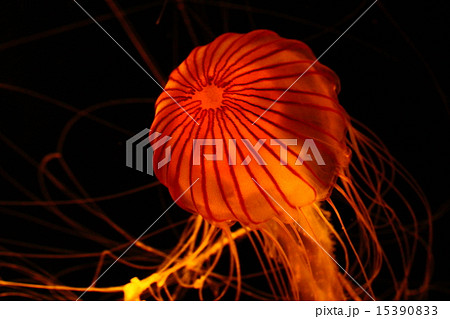 アカクラゲ 15390833