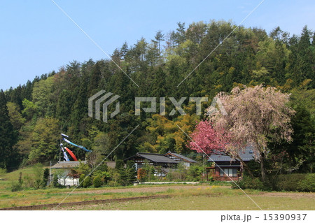 鯉のぼり 鯉のぼり 15390937