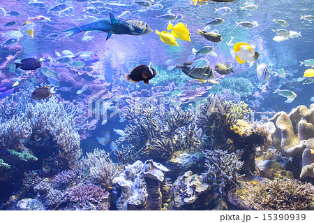 鳥羽水族館の熱帯魚の写真素材