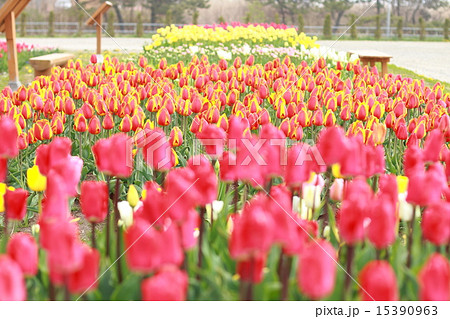 北海道木古内町 ＜サラキ岬＞ チューリップ 15390963