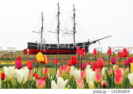 北海道木古内町 ＜サラキ岬＞咸臨丸とチューリップ 15390964