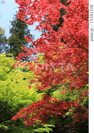 新緑の香嵐渓 15391336