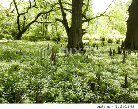 ラクウショウ 15391343