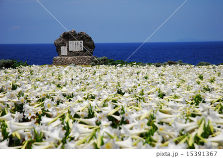 テッポウユリ テッポウユリ 15391367