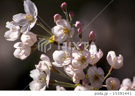 桜の開花 15391441