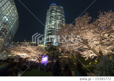 六本木毛利庭園の夜桜 15391772