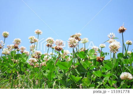 クローバー 15391778