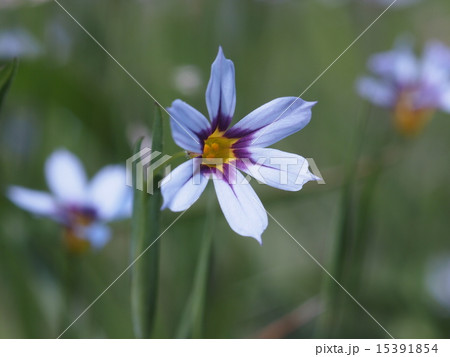 ニワゼキショウ 15391854