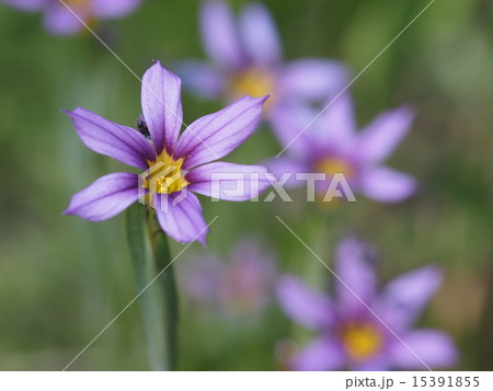 ニワゼキショウ 15391855