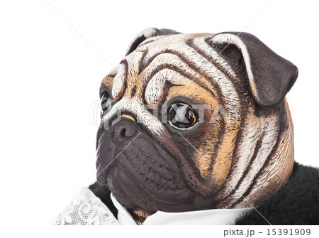 Toy pug dog in butler costume 15391909