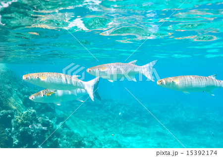 Coral reef and fish 15392174