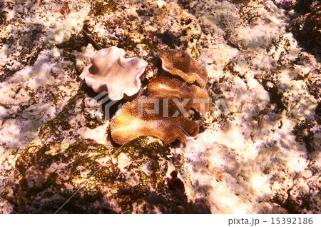 Coral reef Coral reef 15392186
