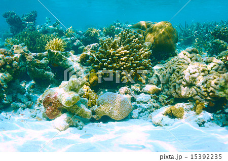 Coral reef at Maldives Coral reef at Maldives 15392235