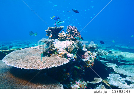 Coral reef at Maldives Coral reef at Maldives 15392243