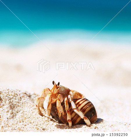 Hermit crab at beach 15392250