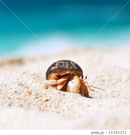 Hermit crab at beach 15392251