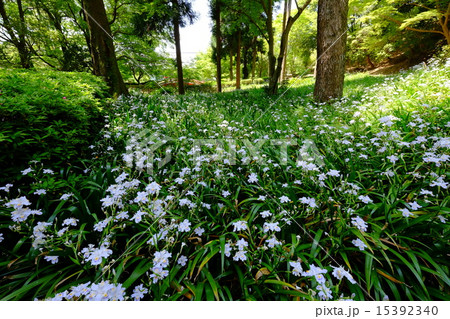 シャガの森(奈良市) シャガの森(奈良市) 15392340