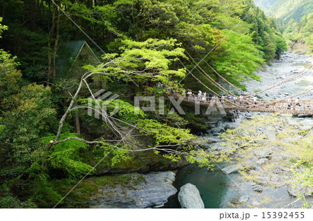 GWのかずら橋 GWのかずら橋 15392455